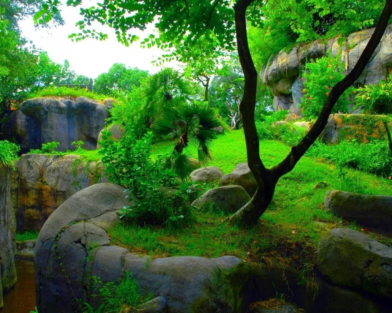 деревья, камни, зелень