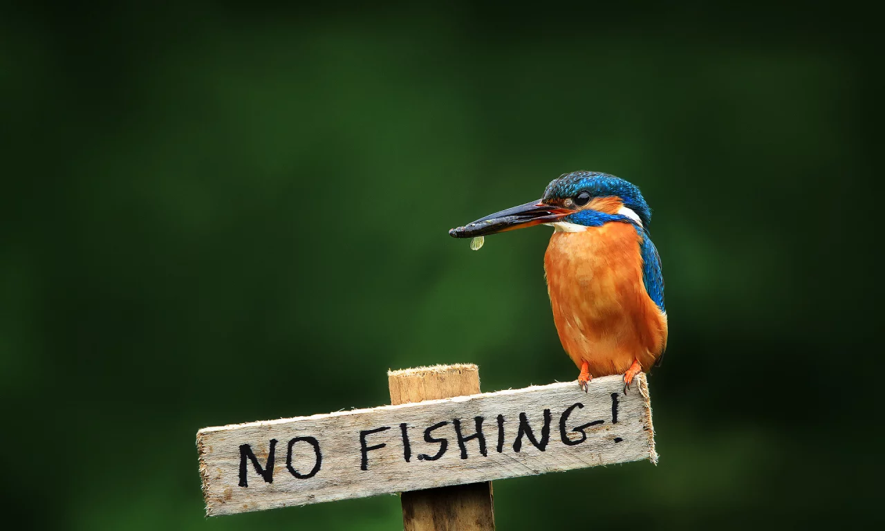 птица, alcedo atthis, обыкновенный зимородок, kingfisher