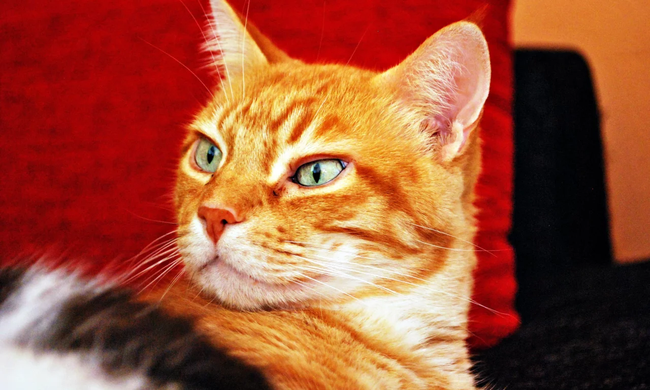 взгляд, фон, рыжий, кот, кошка