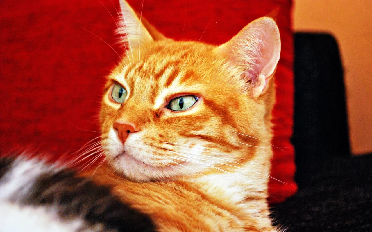 взгляд, фон, рыжий, кот, кошка