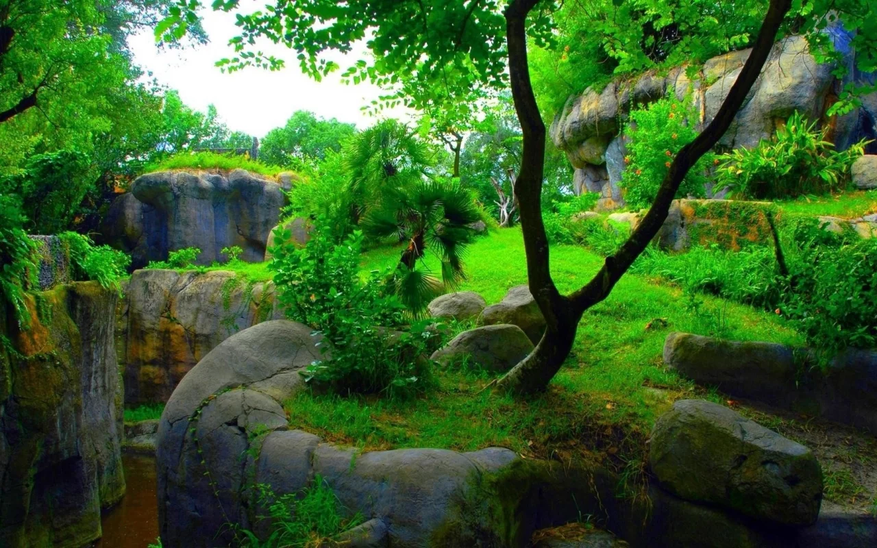 деревья, камни, зелень