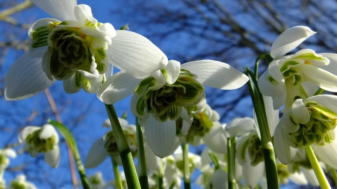 подснежники, snowdrops, небо