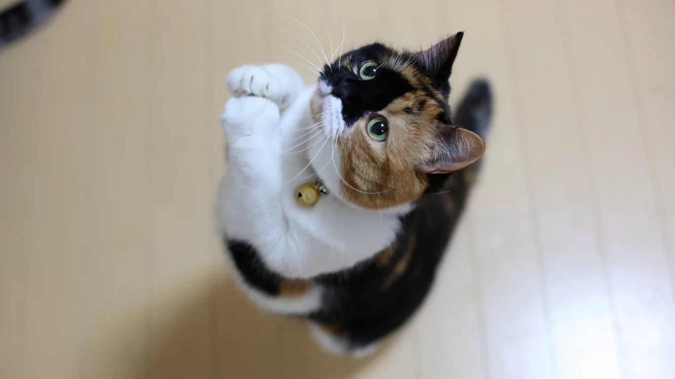 кот, кот