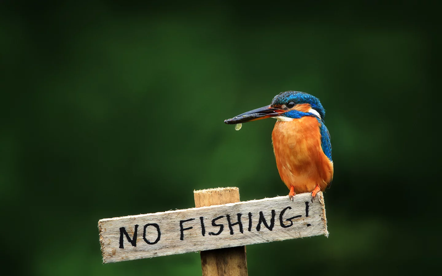 птица, alcedo atthis, обыкновенный зимородок, kingfisher