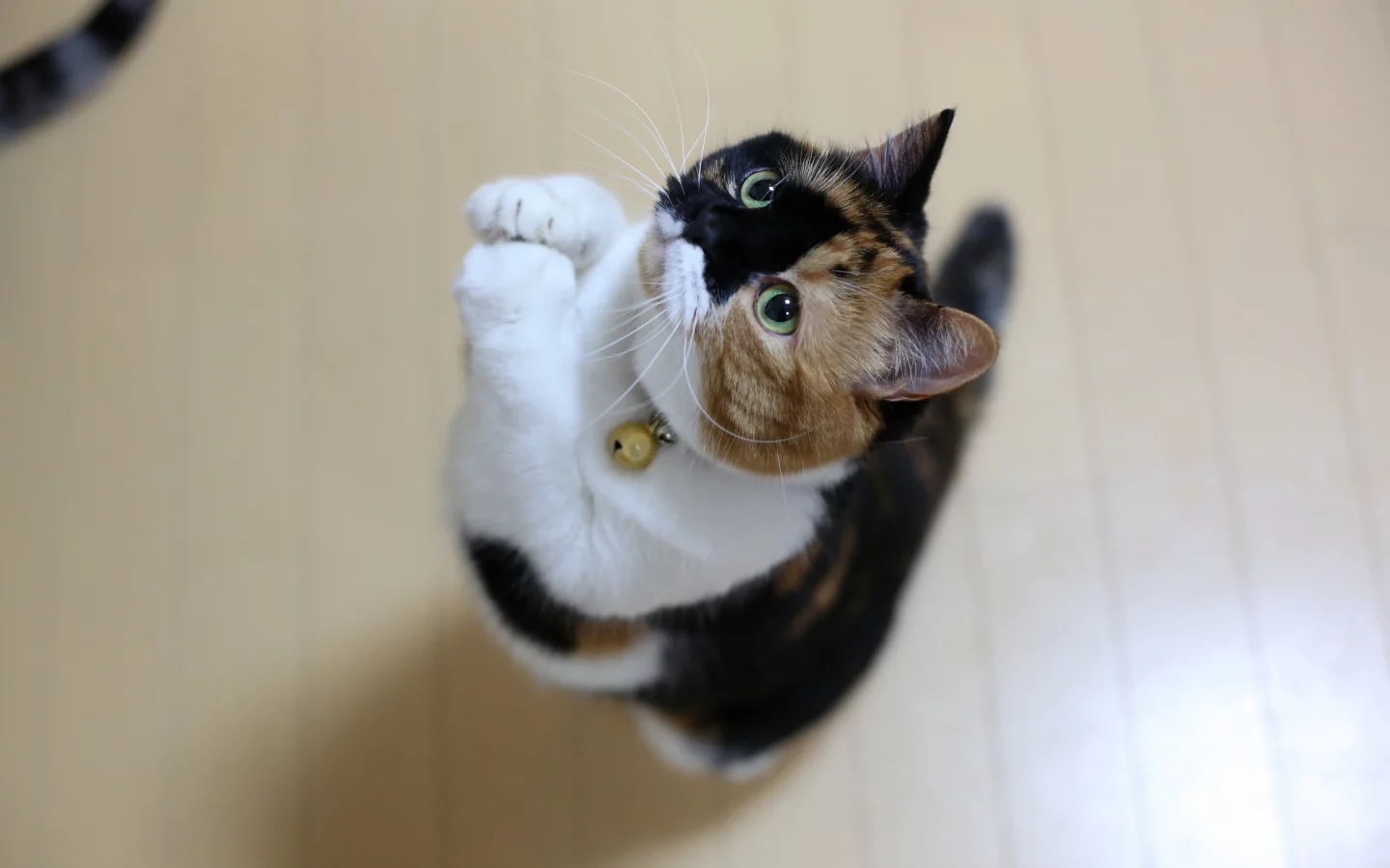 кот, кот