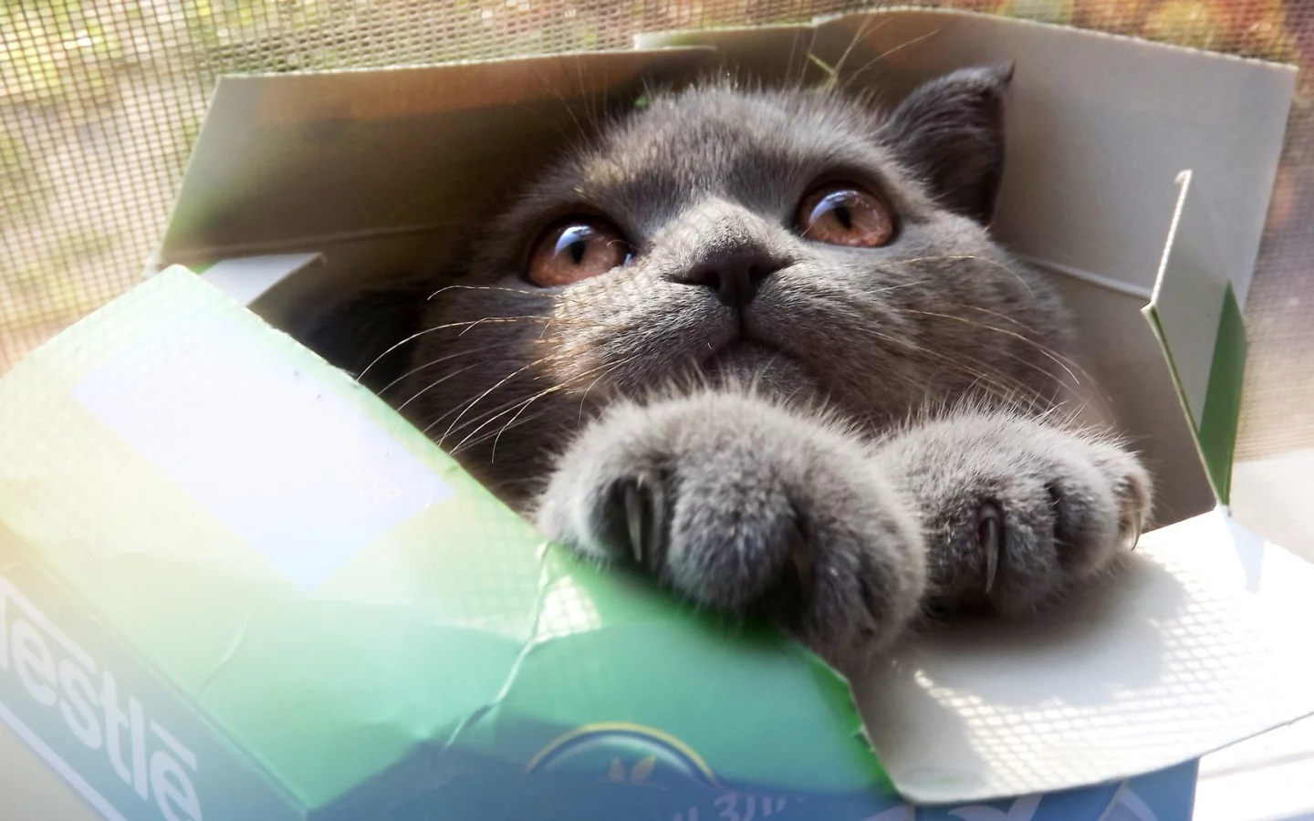 котенок, коробка