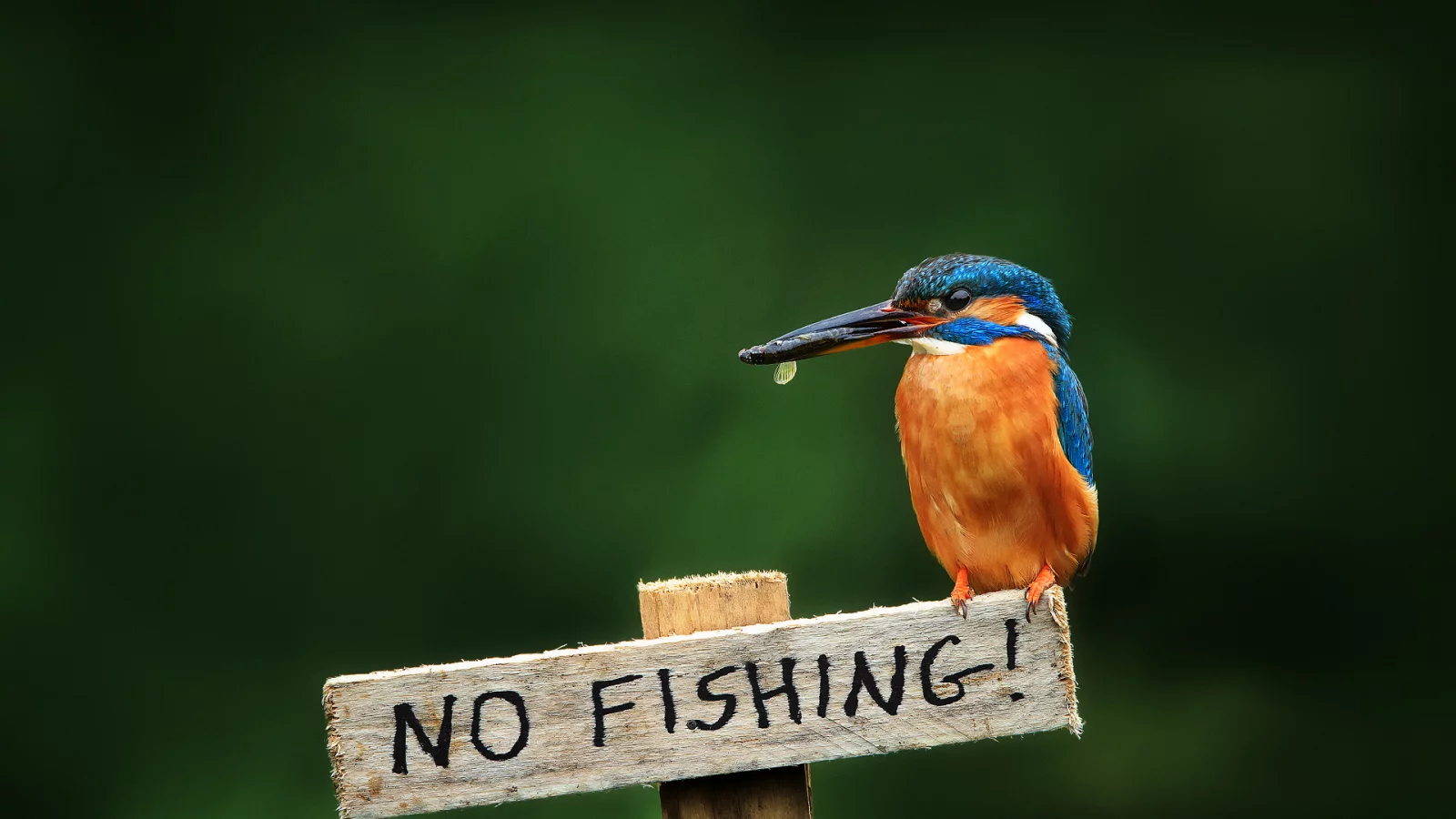 птица, alcedo atthis, обыкновенный зимородок, kingfisher