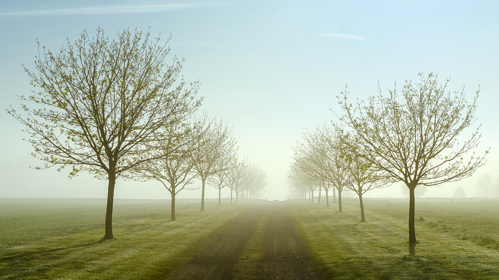 поля, утро, весна, туман, деревья, дорога