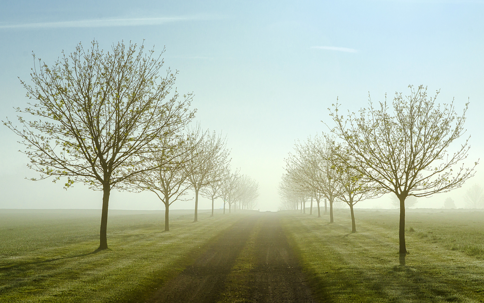 поля, утро, весна, туман, деревья, дорога