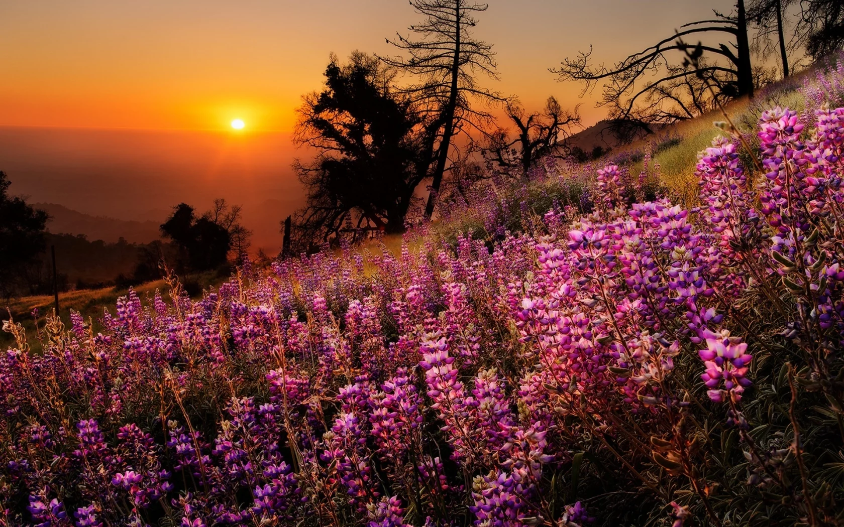 sunset, colorful, nature, colors, trees, sky, scenery, flowers, landscape, view, tree, grass