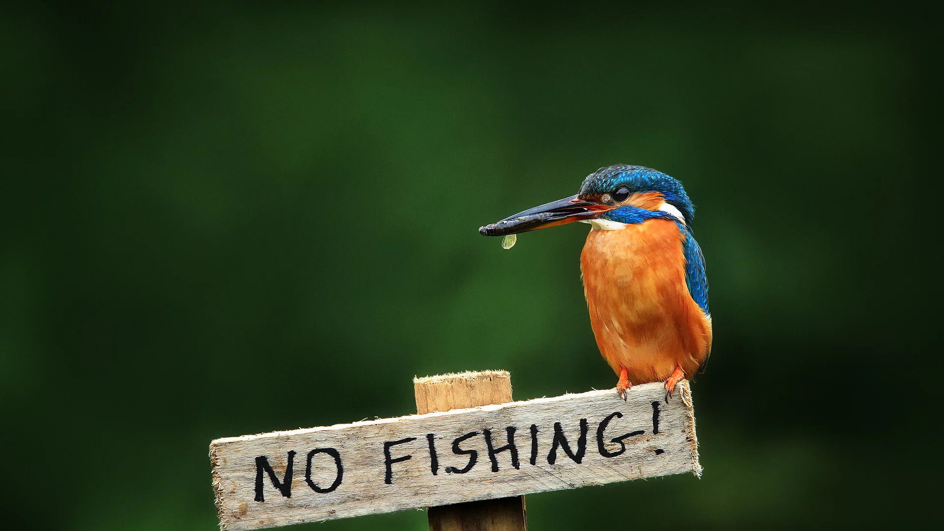 птица, alcedo atthis, обыкновенный зимородок, kingfisher