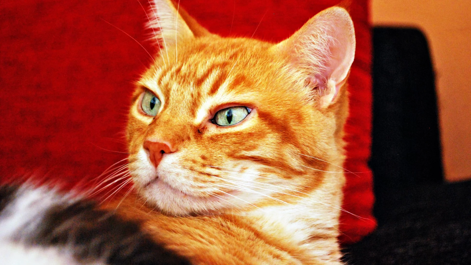 взгляд, фон, рыжий, кот, кошка