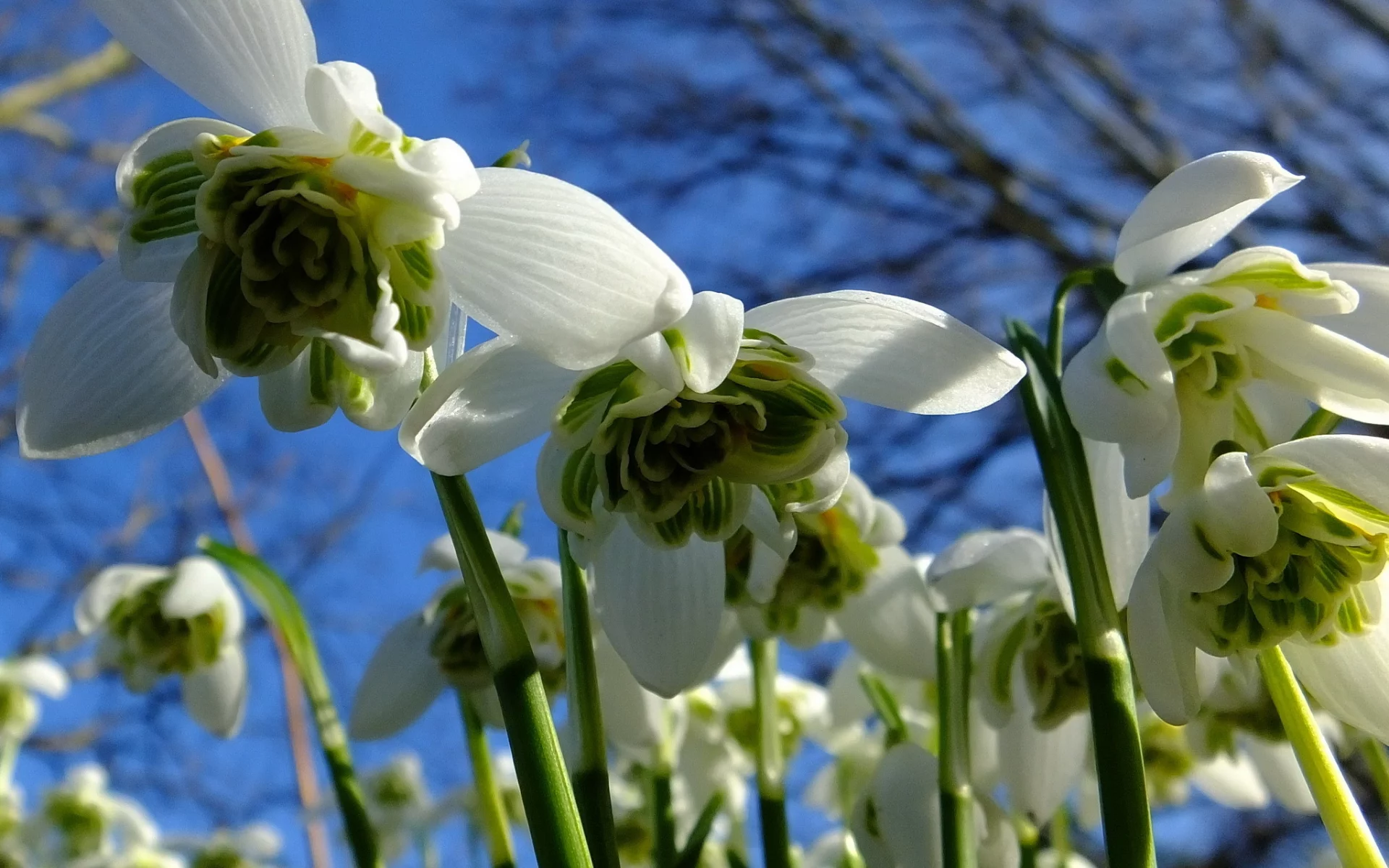 подснежники, snowdrops, небо