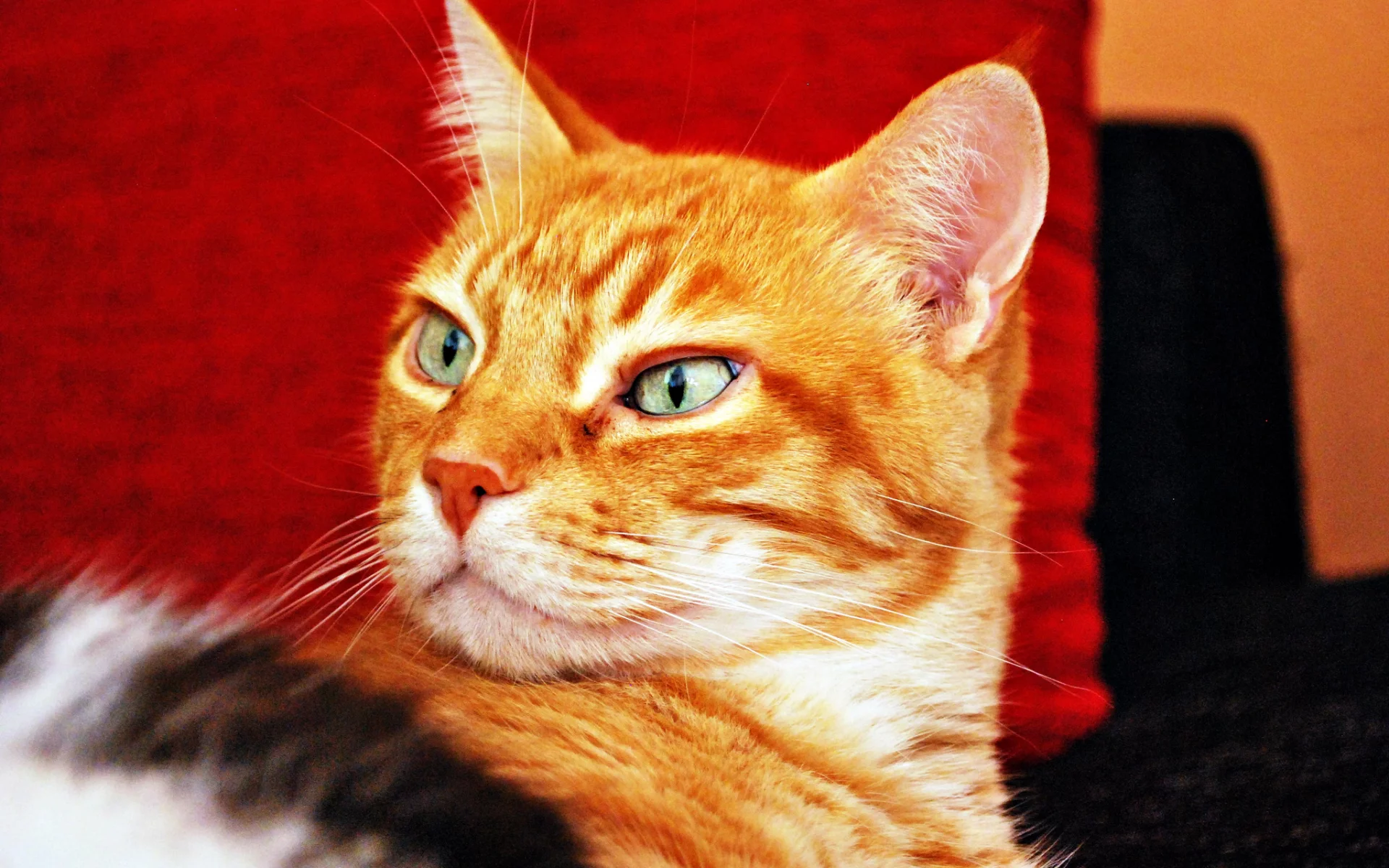 взгляд, фон, рыжий, кот, кошка