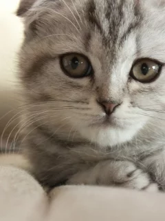 кот, кошка, серый, лежа, мордочка