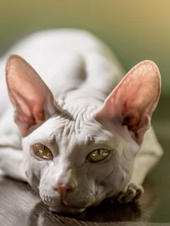 кошка, кот, животные, сфинкс