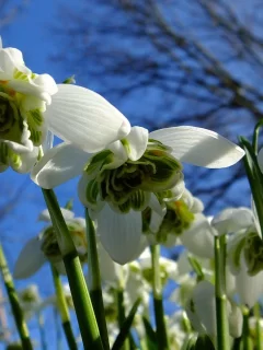 подснежники, snowdrops, небо