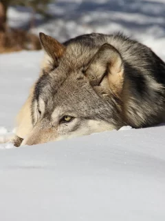 волк, зима, снег