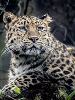 животное, леопард, хищник