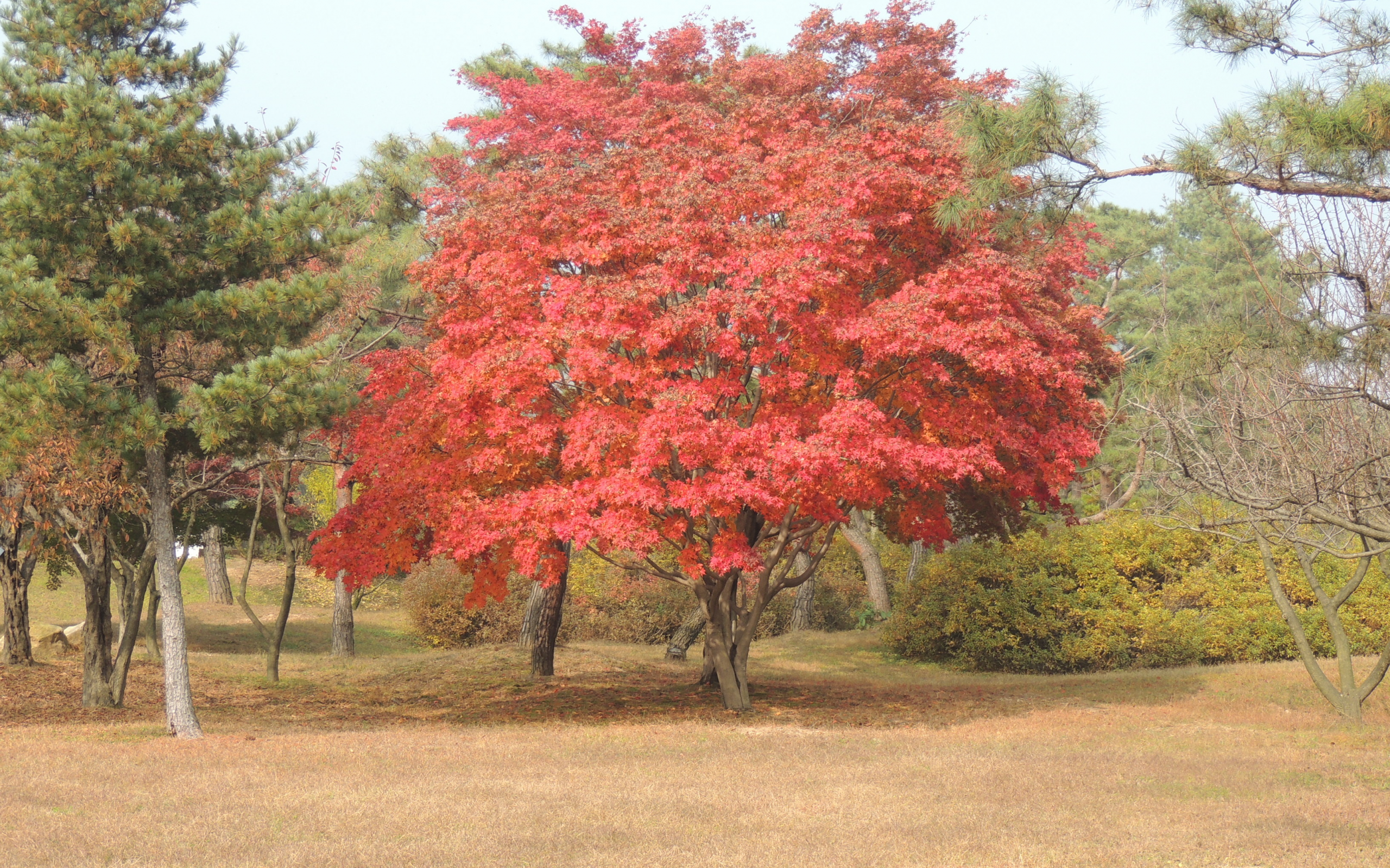 осень, клен, природа, Корея, японский клен