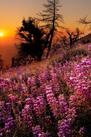 sunset, colorful, nature, colors, trees, sky, scenery, flowers, landscape, view, tree, grass