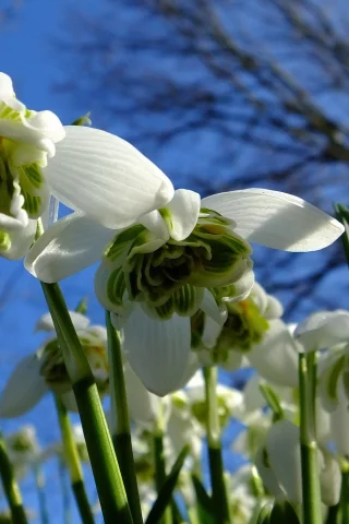 подснежники, snowdrops, небо