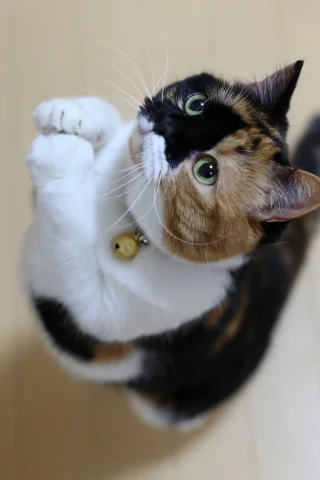 кот, кот