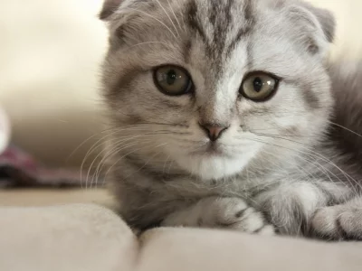 кот, кошка, серый, лежа, мордочка