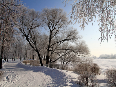 деревья, снег, зима, природа, фото, дорога