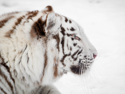 белый тигр, дикая кошка, профиль, зима, морда