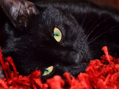 кошка, красный, черный фон