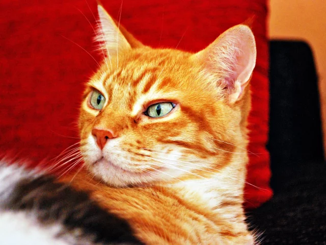 взгляд, фон, рыжий, кот, кошка
