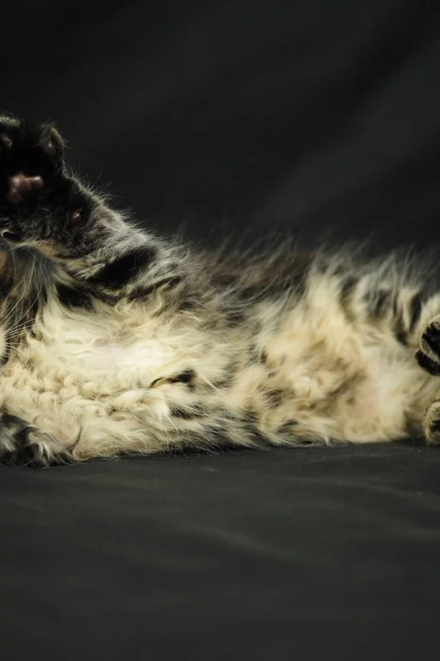 кошка, кот, животные