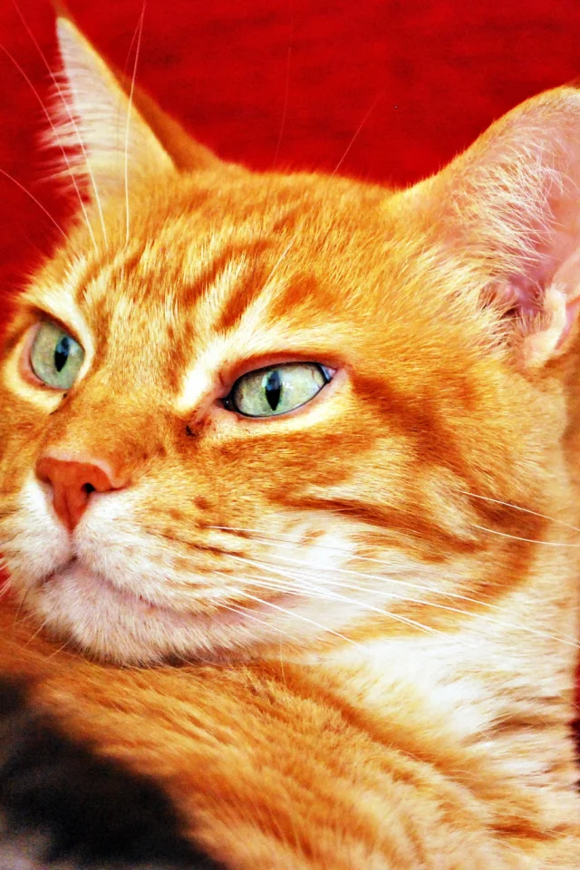взгляд, фон, рыжий, кот, кошка