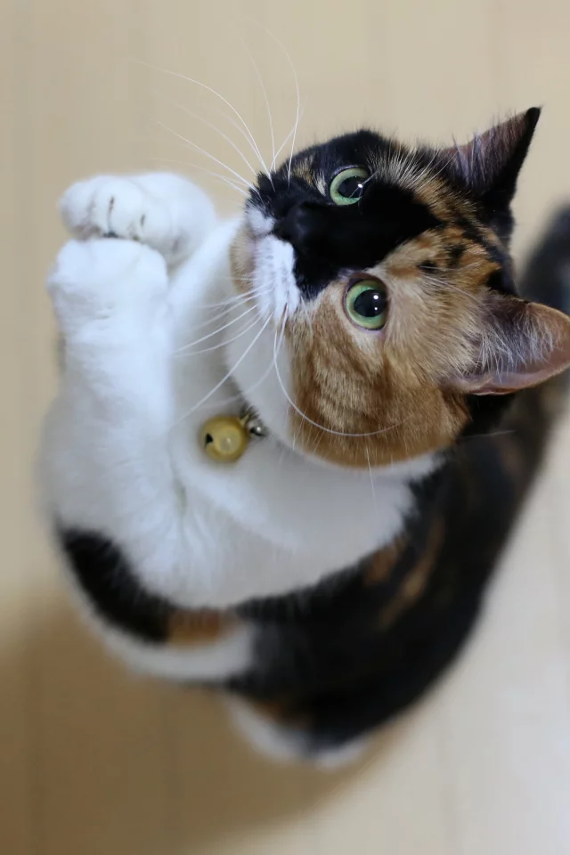 кот, кот