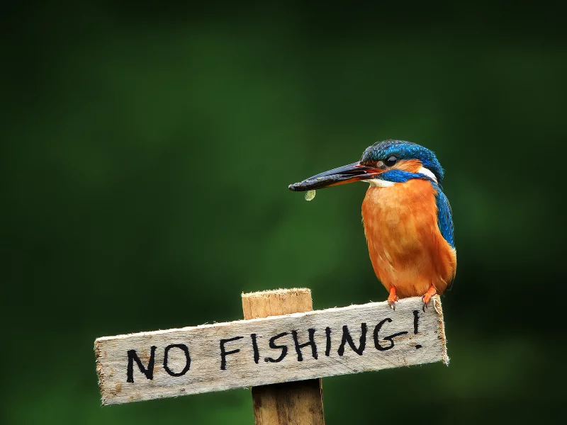 птица, alcedo atthis, обыкновенный зимородок, kingfisher