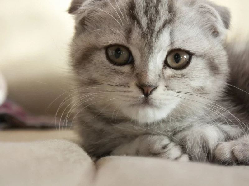 кот, кошка, серый, лежа, мордочка