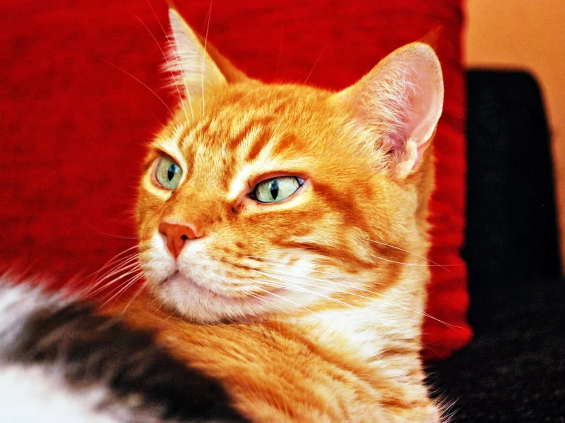взгляд, фон, рыжий, кот, кошка