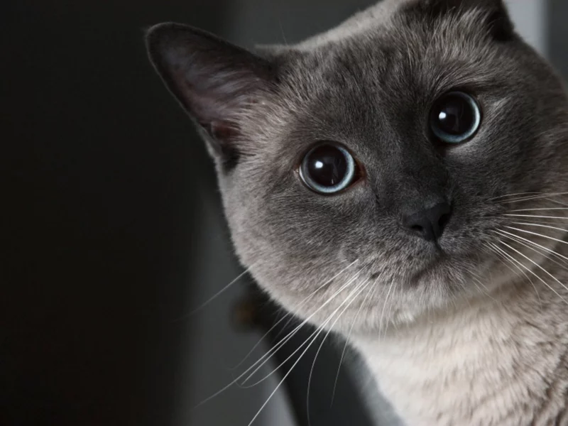 кот, удивление