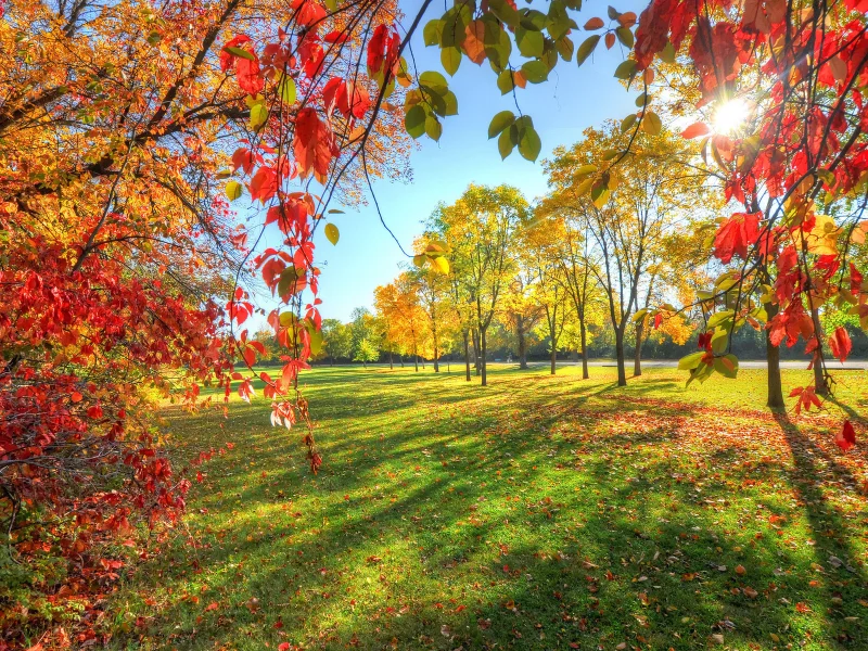 природа, деревья, парк, осень