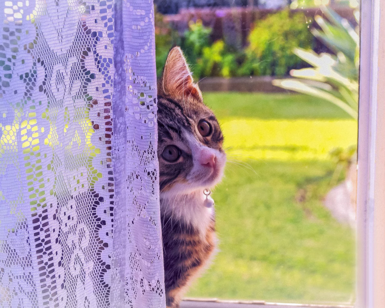 кошка, окно, котенок, взгляд