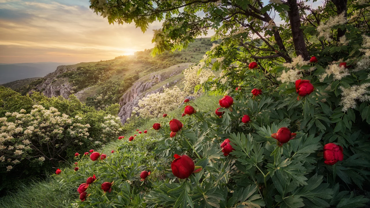 лето, горы, скалы, цветы