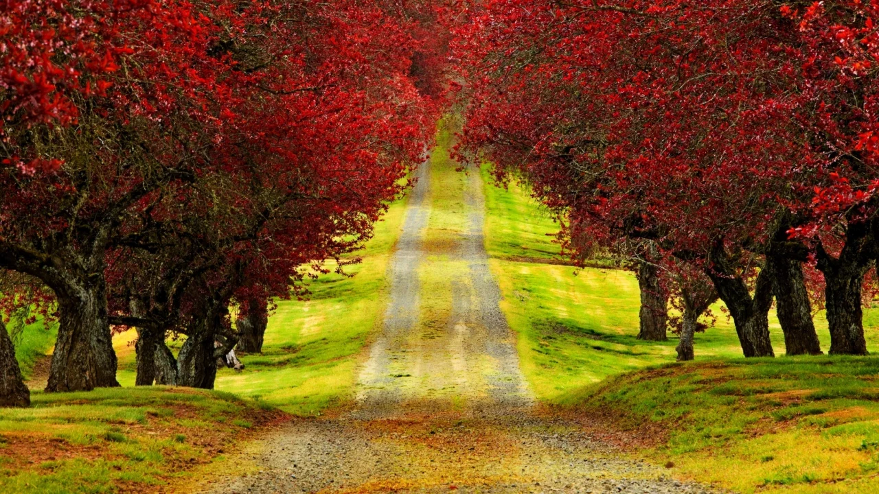 walk, colors, colorful, nature, trees, leaves, road, park, autumn, forest, листья, fall, path