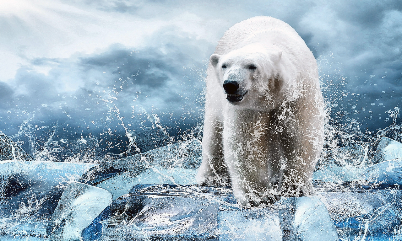 Лёд, вода, животное, зверь, медведь, белый.
