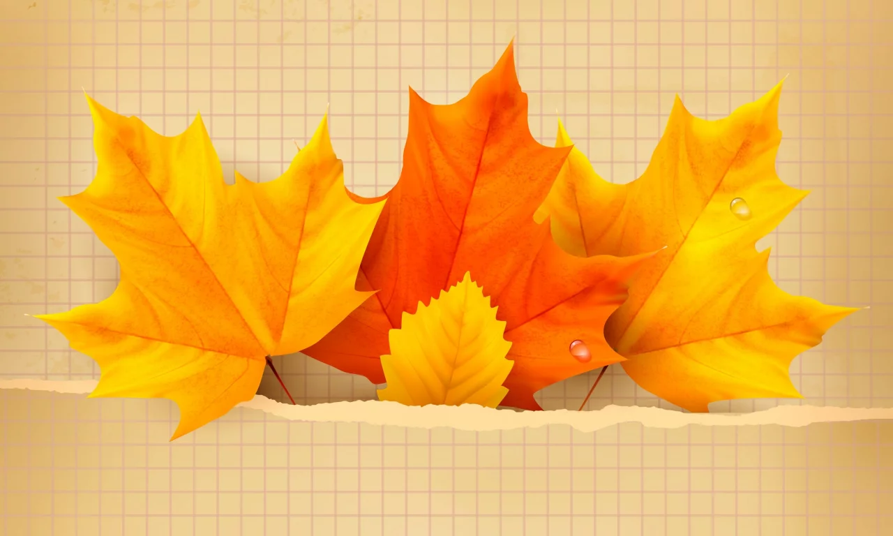 autumn, leaves, maple, листья, осенние, фон