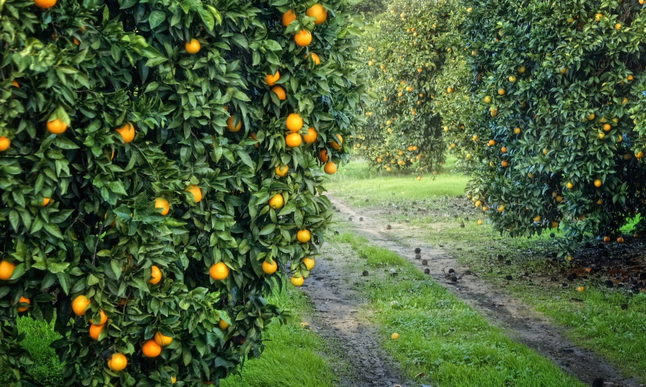 плоды, сад, апельсиновая, роща, оранжевые, урожай