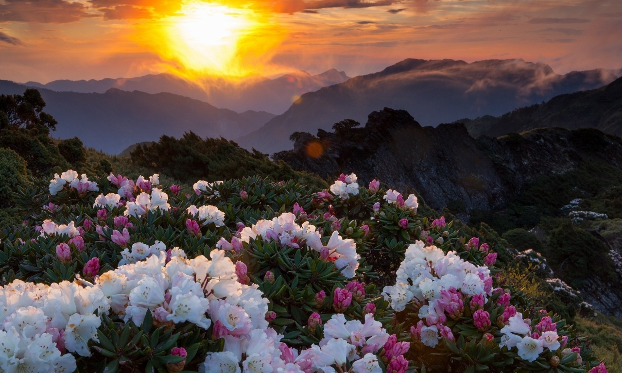 закат, горы, цветы