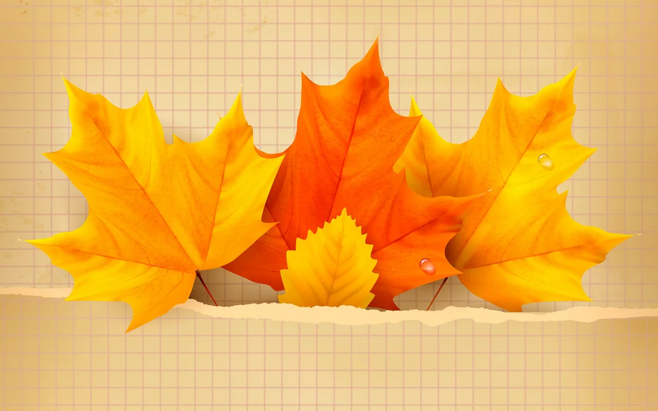 autumn, leaves, maple, листья, осенние, фон