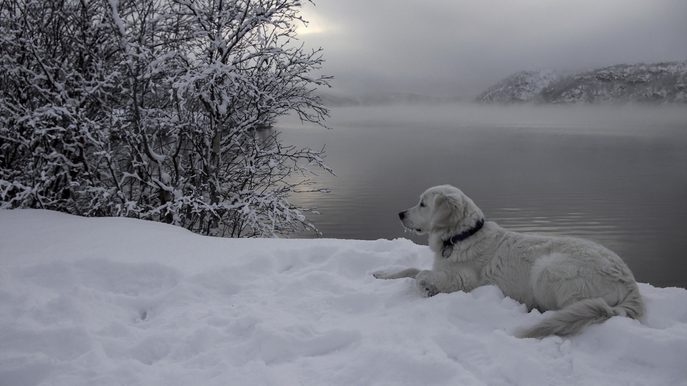 снег, собака, река, друг