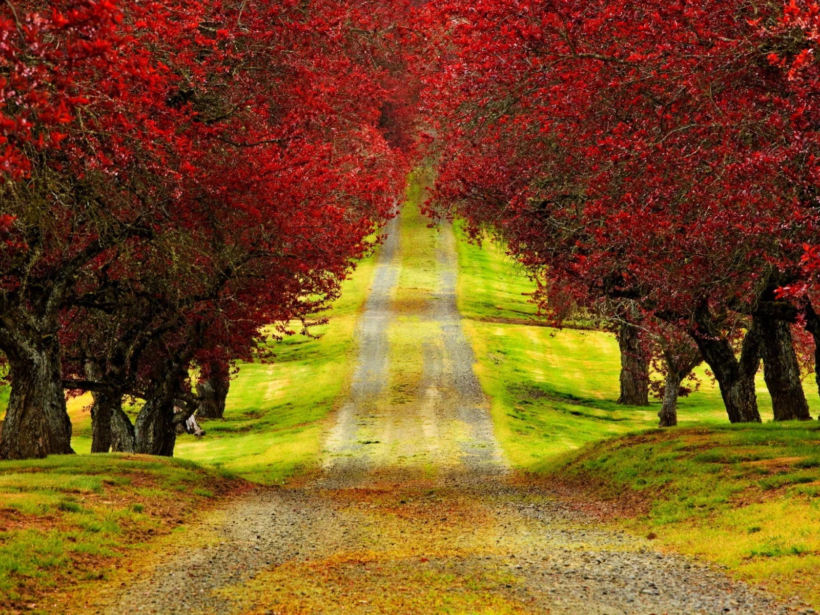 walk, colors, colorful, nature, trees, leaves, road, park, autumn, forest, листья, fall, path